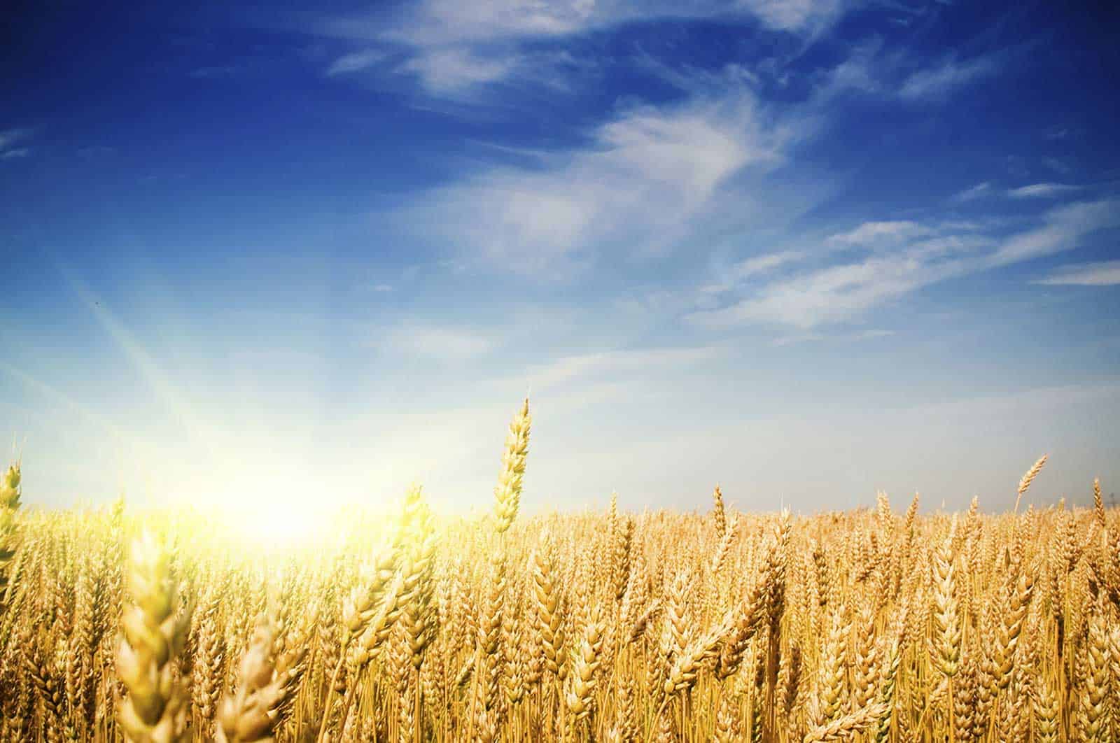 Sowing a Wheat Field