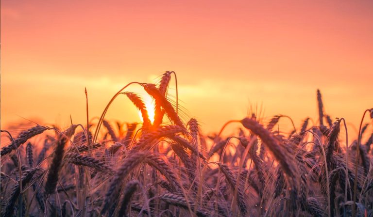 Two Harvests