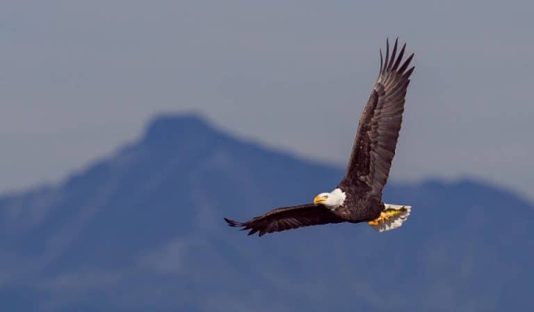 Great Eagle